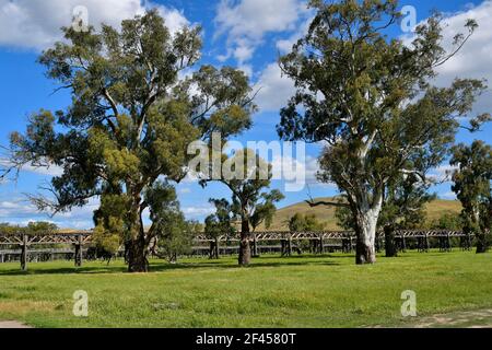 Australie, ponts ferroviaires historiques en bois et eucalyptus à Gundagai Banque D'Images