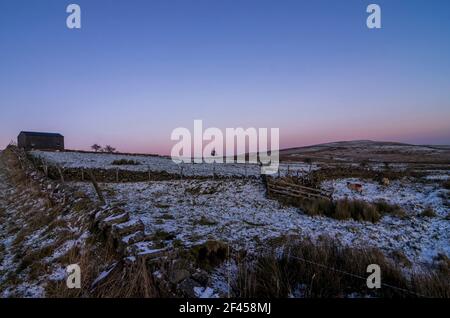 Une grange noire et des moutons dans un champ enneigé au crépuscule (Weardale, les Pennines du Nord, comté de Durham, Royaume-Uni) Banque D'Images