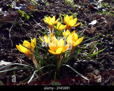 Gros plan sur les crocus jaunes cultivés dans le sol boueux En Allemagne Banque D'Images