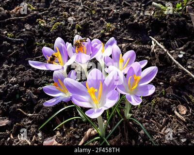 Gros plan sur les crocus violets cultivés dans le sol boueux au début du printemps Banque D'Images
