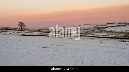 Un arbre isolé dans un champ enneigé contre un ciel rose/orange en fin d'après-midi (Weardale, North Pennines, County Durham, UK). Banque D'Images