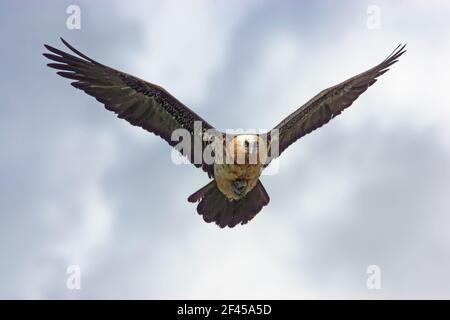 Lammergeier - en vol transportant des boneGypaetus barbatus Pyrénées, Espagne BI009401 Banque D'Images