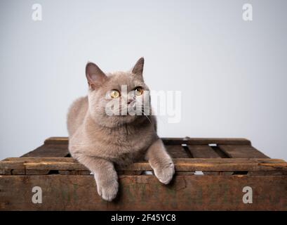 mignon petit chaton lylac britannique shorthair de 6 mois reposant sur caisse en bois avec espace de copie Banque D'Images