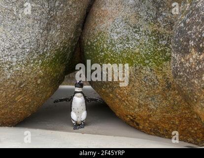 Pingouin africain (Spheniscus demersus) à la plage. Simonstown, Boulder Beach, Western Cape, Afrique du Sud Banque D'Images