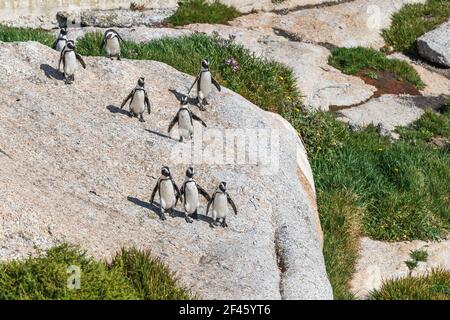 Pingouin africain (Spheniscus demersus) sur la plage du Cap. Simonstown, Boulder Beach, Western Cape, Afrique du Sud Banque D'Images