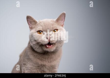 portrait d'un chaton lylac britannique de 6 mois regarder l'appareil photo sur fond gris avec espace de copie Banque D'Images