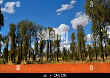 Australie, chênes désertiques dans le parc national de Rainbow Valley, territoire du Nord Banque D'Images