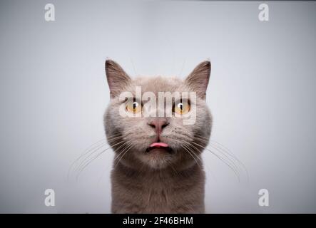 portrait de 6 mois lilas britannique shorthair chaton regardant à l'appareil photo faire face drôle en collant la langue Banque D'Images