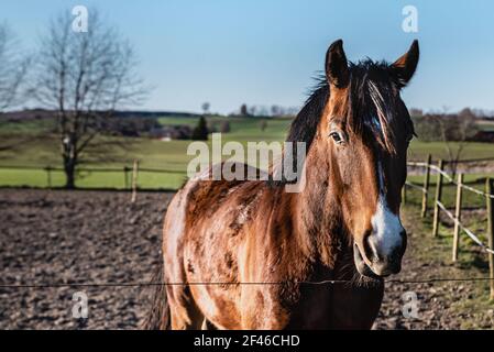 Cheval captif brun dans un champ de ferme avec de la manie brun foncé brillant un jour ensoleillé. Paisible, beau cheval brun châtaignier ou étalon au-delà d'une clôture Banque D'Images