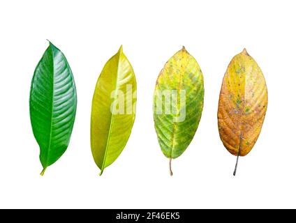 Collection de feuilles de mangoustan isolées sur fond blanc. Feuillage frais avec chemin d'écrêtage Banque D'Images