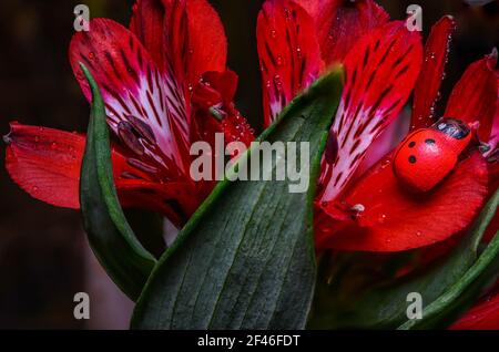 Fleurs rouges de l'usine péruvienne de Lily Alstromeria Banque D'Images