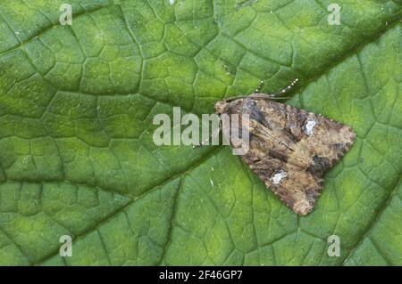 Moth rustique commun Mesapamea secalis Essex, Royaume-Uni IN000401 Banque D'Images