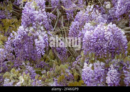 belles fleurs de violet pâle d'une wisteria Banque D'Images