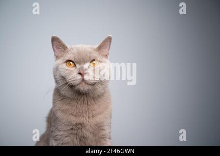 portrait d'un chaton lylac britannique de 6 mois regarder l'appareil photo sur fond gris avec espace de copie Banque D'Images