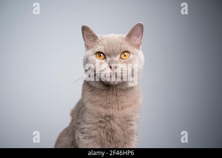 portrait d'un lylas britannique shorthair affamé de 6 mois chaton regardant l'appareil photo sur fond gris avec espace de copie Banque D'Images