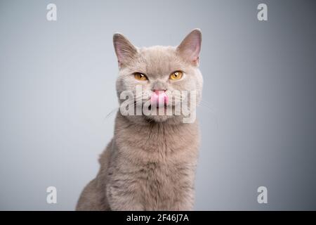 portrait d'un lylas britannique shorthair affamé de 6 mois chaton léchant lèvres regardant l'appareil photo sur fond gris avec copier l'espace Banque D'Images