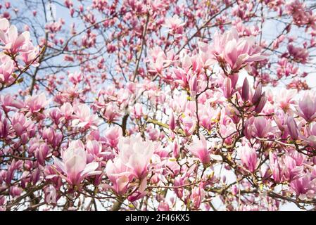 Magnolia en fleurs. Printemps... Fond floral Banque D'Images