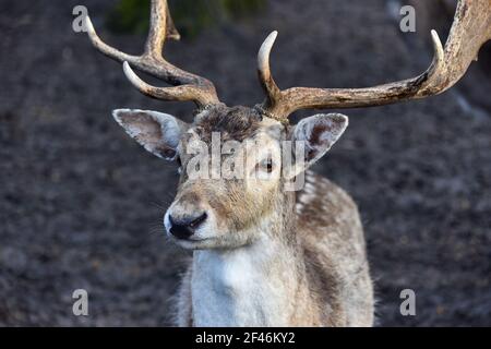 Vue rapprochée d'un cerf en jachère dans la forêt. Banque D'Images