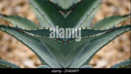 Agave Americana, plante vivace succulente et éternelle, à composition abstraite. Banque D'Images