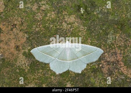 Campaea margaritata papillon émeraude lumière Essex, UK DANS000416 Banque D'Images