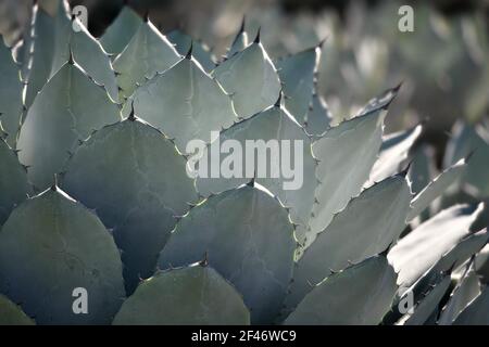 Agave parryi truncata, plante succulente à feuilles argentées et bleues avec épines. Banque D'Images