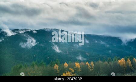 Allemagne, vue mystique de Foggy au-dessus de larges arbres verts de la forêt noire allemande paysage de la nature et des montagnes après la pluie Banque D'Images