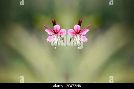 Silene Gallica (rose Moulin) plante à fleurs aux pétales rose vif sur fond vert naturel. Banque D'Images