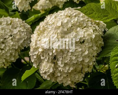 Hortensia arborescens blanc en fleurs, communément connu sous le nom d'hortensia lisse, hortensia sauvage dans un jardin. Gros plan sur les fleurs d'hortensia blanches Banque D'Images