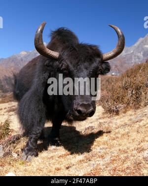 Des yaks noirs sur le chemin du camp de base de l'Everest - Népal Banque D'Images