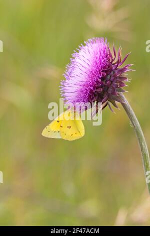 Vue verticale d'un papillon en soufre obscurci par le dessous d'un chardon de lavande tout en se nourrissant de son nectar succulent. Jaune vif et Banque D'Images