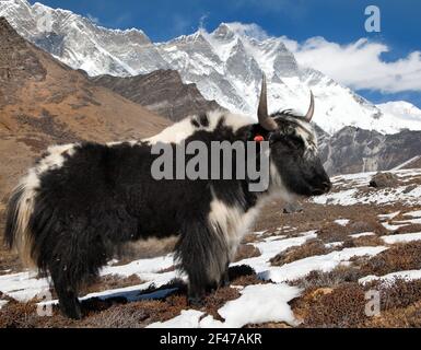 Yak sur le chemin de l'Everest camp de base et le mont Lhosse - Népal Banque D'Images