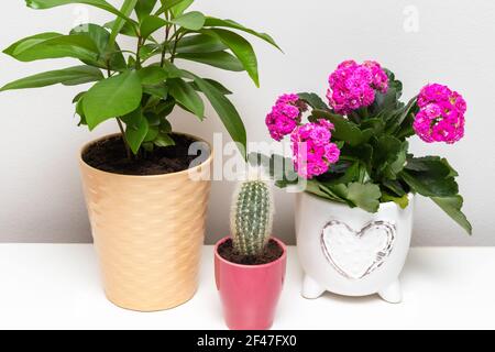 Différentes plantes de fleur dans des pots sur la tablette contre blanc mur Banque D'Images