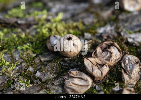 Ballons de football en forme de poire en hiver Banque D'Images