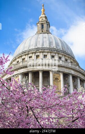 Londres, Royaume-Uni. 19 mars 2021. Fleurir les arbres en face de la cathédrale Saint-Paul de Londres. Date de la photo : vendredi 19 mars 2021. Crédit photo devrait lire crédit: Matt Crossick/Alamy Live News Banque D'Images