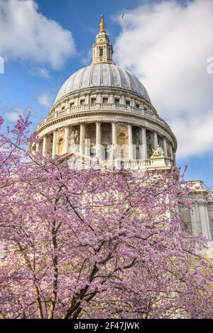 Londres, Royaume-Uni. 19 mars 2021. Fleurir les arbres en face de la cathédrale Saint-Paul de Londres. Date de la photo : vendredi 19 mars 2021. Crédit photo devrait lire crédit: Matt Crossick/Alamy Live News Banque D'Images