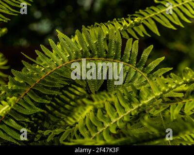 Macro photo de pétales de fougères vertes. La plante de photos de la poupe s'est épanouie. Fougère sur fond de plantes vertes. Banque D'Images