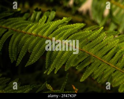 Macro photo de pétales de fougères vertes. La plante de photos de la poupe s'est épanouie. Fougère sur fond de plantes vertes. Banque D'Images