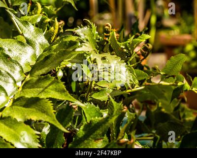 Macro photo de pétales de fougères vertes. La plante de photos de la poupe s'est épanouie. Fougère sur fond de plantes vertes. Banque D'Images