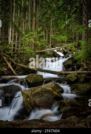 Cascade dans la rivière Cabanes, dans les forêts de Mata de Valencia et Gerdar (parc national d'Aigüestortes et Estany de Sant Maurici, Pyrénées, Espagne) Banque D'Images