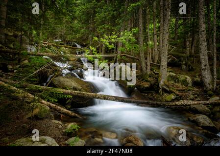 Cascade dans la rivière Cabanes, dans les forêts de Mata de Valencia et Gerdar (parc national d'Aigüestortes et Estany de Sant Maurici, Pyrénées, Espagne) Banque D'Images