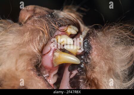 photo en gros plan d'une dent de chien avec tartre Banque D'Images