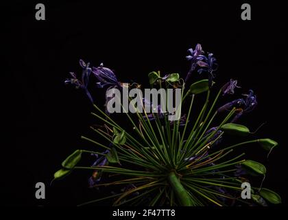 Studio de tournage de Dying Agapanthus sur fond noir. Johannesburg, Afrique du Sud. Janvier 2021 Banque D'Images