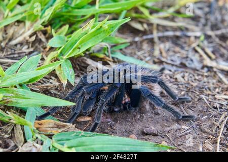 La tarantula colombienne, Xenesthis immanis, est une grande araignée d'oiseau terrestre, avec des jambes et un corps poilus et un beau motif. Banque D'Images