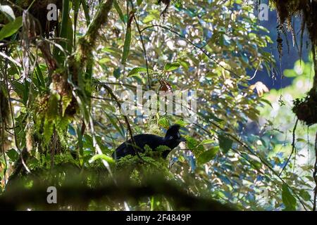 Rare femelle amazonienne ombrellabide, Cephalopterus ornatus, assise dans la forêt pluviale dense amazonienne Banque D'Images