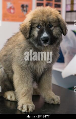 Big Puppy chien de berger carpathien race à la clinique vétérinaire Banque D'Images