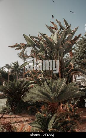 Jardin botanique avec plantes exotiques au Moyen-Orient. Palmiers, agave vert et fleurs rouges en fleurs. Jardin bien entretenu dans Resort City en somme Banque D'Images