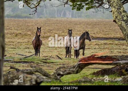 Equus, chevaux sauvages à tierra del fuego, Patagonie. Des chevaux sombres, forts et forts debout sous la pluie dans un bois avec des buissons et un vert gras luxuriant, ainsi Banque D'Images