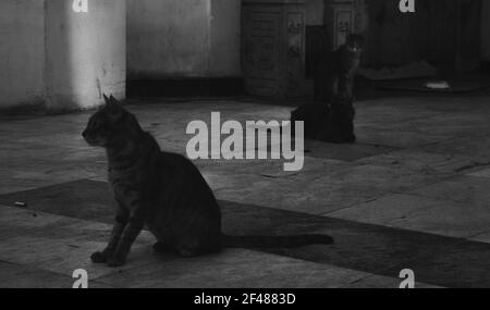 Chats sauvages égyptiens. Bâtiment abandonné en égypte avec murs blancs et arches. Les chats sont assis sur un sol carrelé. Réflexions de jus sur le mur. Bâtiment Banque D'Images