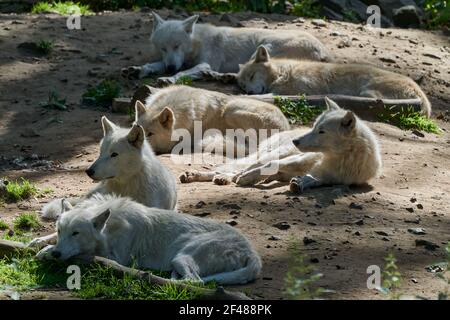 Loup de la baie d'Hudson, un grand loup blanc, vit dans l'Arctique et sur la côte nord-ouest de la baie d'Hudson, au Canada, en Amérique du Nord. Canis lupus huds Banque D'Images