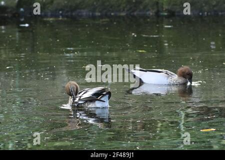 Une paire de canards en bois australien, Chenonetta jubata Banque D'Images